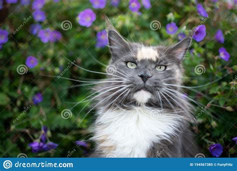 Retrato De Gato Do Mato Grande Flores Imagem De Stock Imagem De