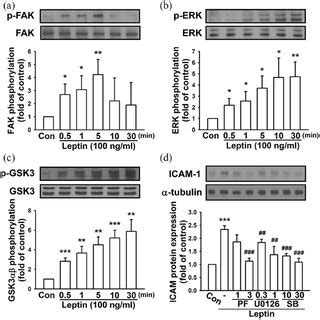 Leptin Induces ICAM 1 Expression In Lung Cancer Cells Leptin Dose