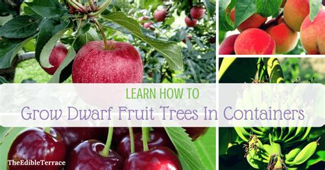 Learn How Growing Dwarf Fruit Trees In Containers Is Doable