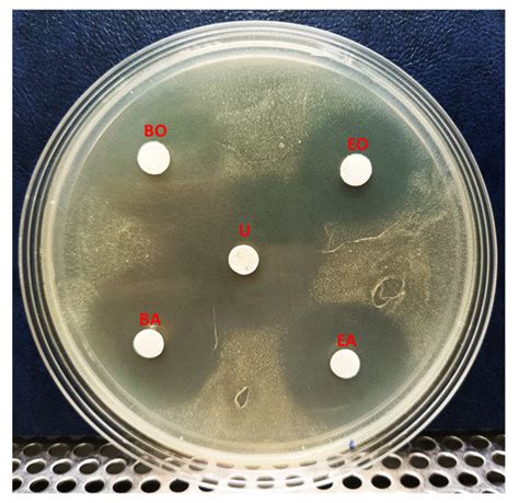 Microorganisms Free Full Text An Actinobacterial Isolate