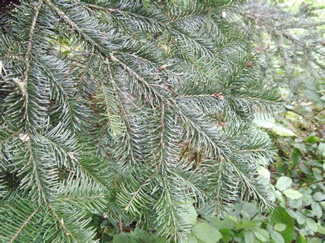 10 Different Types of Fir Trees - With Photos