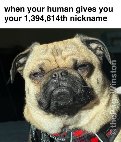 Winston The Pug - I dont even know my real name by now 🥴🥴🥴 | Facebook