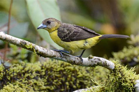 Tangara flamígera culigualda eBird