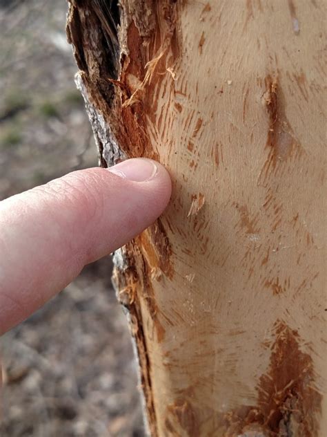 Porcupine And Squirrel Damage