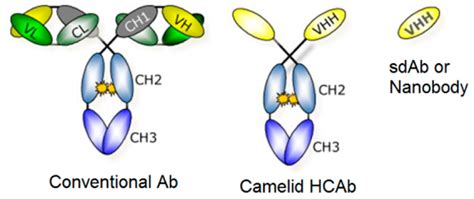 direction  cd tumor immunotherapy molecularcloud