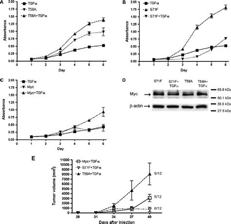 Contrasting Interactions Of T A And S F Myc Alleles With Tgf A On