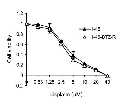 Sensitivity Of I And I Btz R Cells To Cisplatin I And