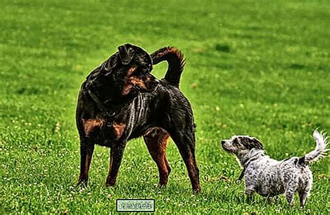 Por Qu Mi Rottweiler Ataca A Otros Perros Perros