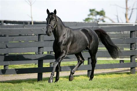 Ганноверская лошадь: описание, содержание, фото