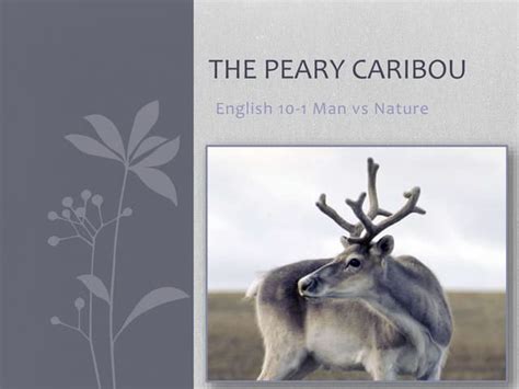 The Peary Caribou | PPT