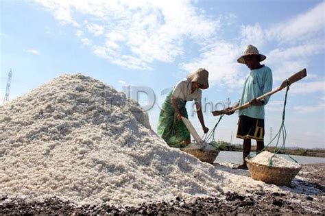 Produksi Garam Capai 361 Ribu Ton Sakti Bongkar Jurus Petambak Kerek