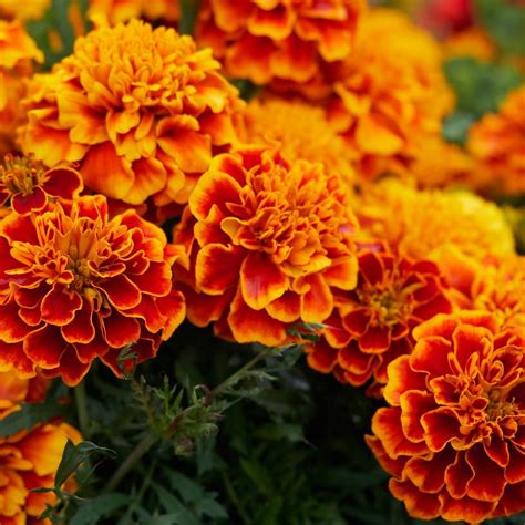 Mixed French Marigold Seeds Flower Seeds70 Mays Garden Seed