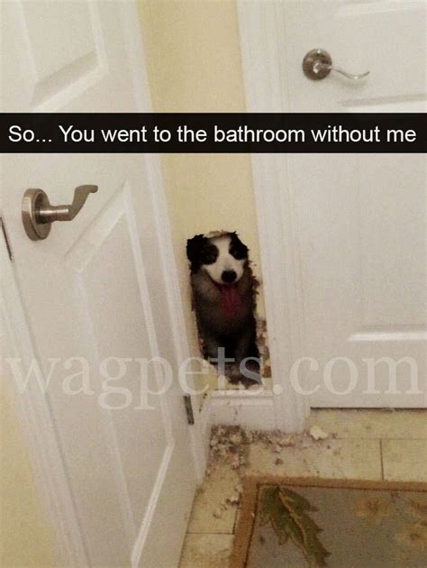 So You Went To The Bathroom Without Me Funny Dog Memes Dog Memes