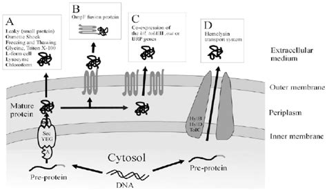 Schematic Representation Of The Strategies Used For Extracellular