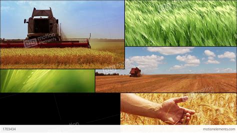 Agriculture. Cereal Crops. Harvesting. HD Montage Stock video footage ...