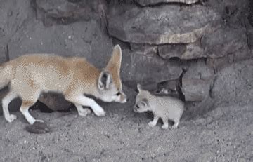 fennec fox gifs Page 2 | WiffleGif