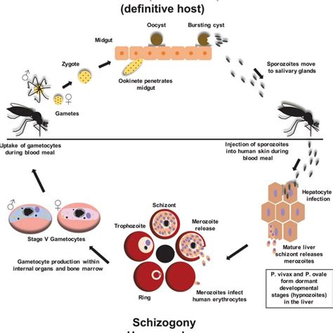 Life Cycle Of Plasmodium Spp The Asexual Reproduction Or Schizogony Download Scientific