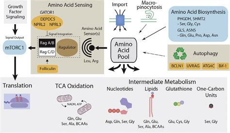 Amino Acid Sensing And Biosynthesis Are Altered In Cancer Amino Acid