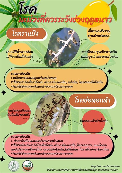 โรคมะม่วงช่วงฤดูหนาว ศูนย์วิทยบริการเพื่อส่งเสริมการเกษตร