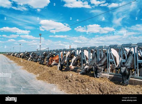 Holstein Cows in cowshed in dairy farm, industrial agriculture Stock ...