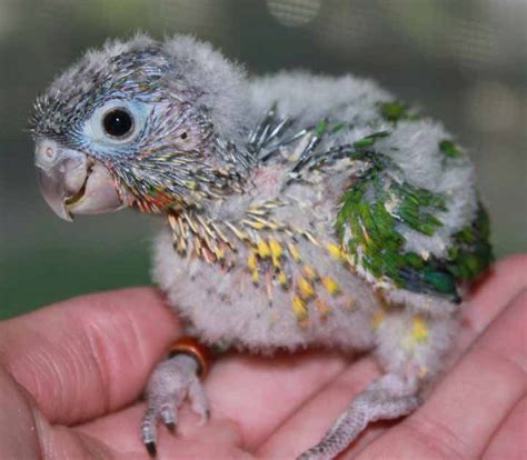 123 best images about Baby Parrots on Pinterest | Birds, Conure and 1 ...