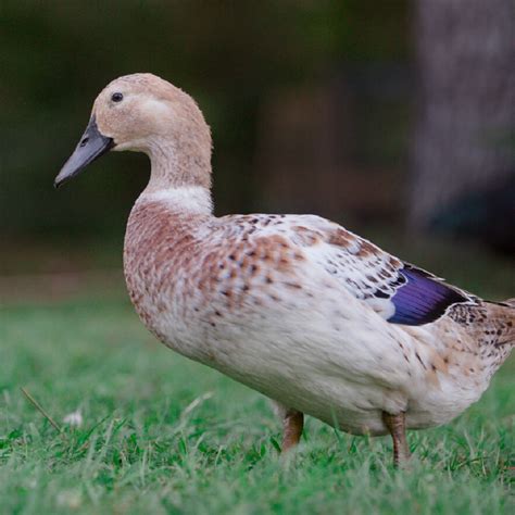 Welsh Harlequin Day Old Ducklings | Ducklings, Geese breeds, Welsh ...