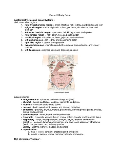 Exam 1 Study Guide Exam 1 Study Guide Anatomical Terms And Organ