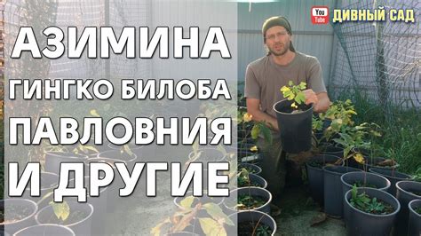 Купить саженцы Азимины, Гинкго Билоба, Павловнии и другие. - YouTube