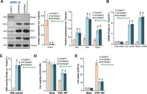 Obacunone Protects Retinal Pigment Epithelium Cells From Ultra Violet