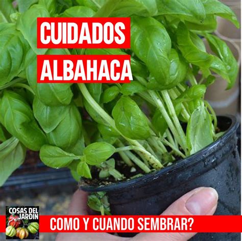 Albahaca cuidados plagas y enfermedades más comunes Cosas del Jardin