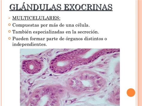 Epitelio Glandular Endocrino Y Exocrino