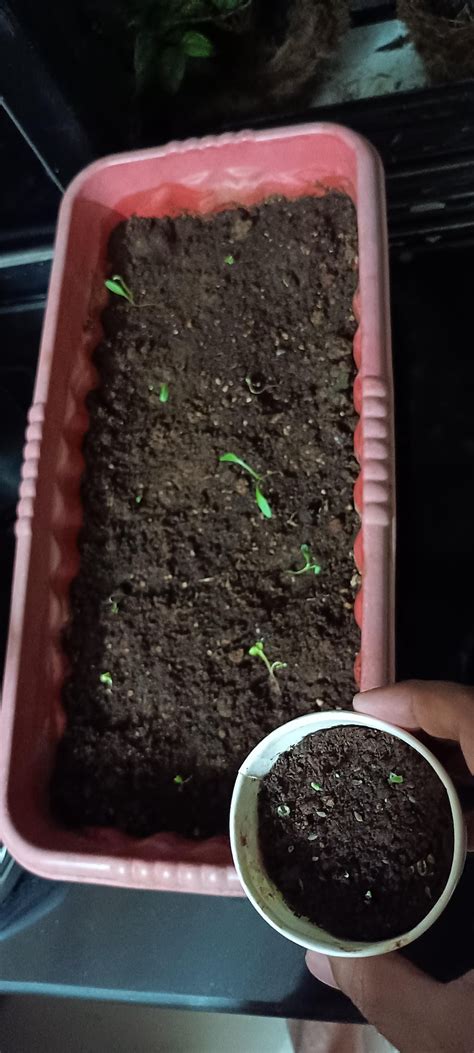 Organic Palak Spinach Seeds Open Pollinated Seed2plant