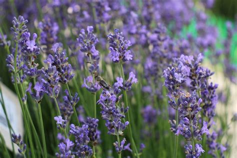 Лаванда - Садовый центр "Лизгард" - Купить Лаванда в Киеве с доставкой ...