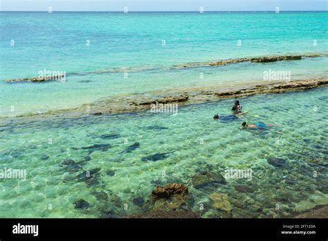 Tourists Snorkeling With Reef Sharks At Heron Island Southern Great