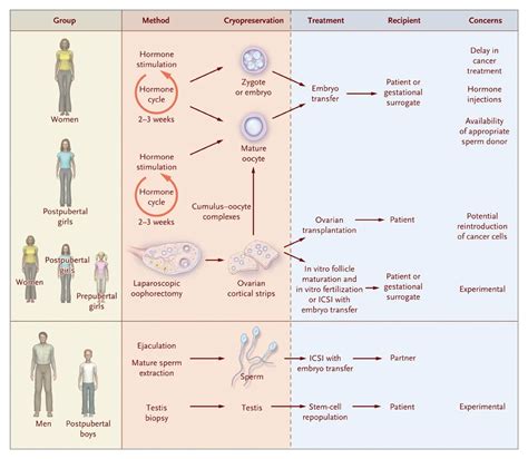 Preservation Of Fertility In Patients With Cancer Nejm