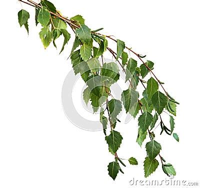 Silver Birch Leaves Royalty Free Stock Image - Image: 10598346