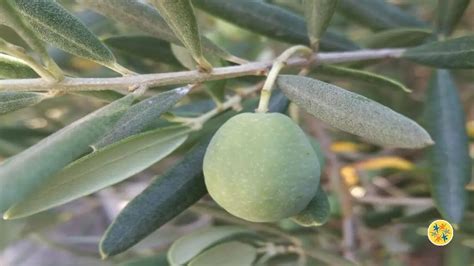 Le Guide pour Préparer et Conserver des Olives