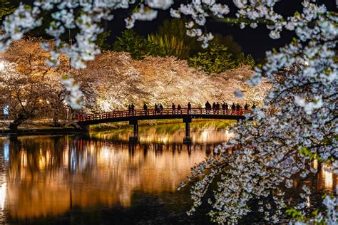 Sakura At Night Festivals