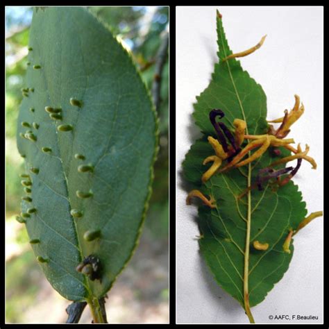 Fruit Tree Mites: The Good, The Bad and The Ugly