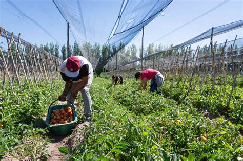 LOS PRODUCTORES EMPEZARON A OBTENER BENEFICIOS DEL PLAN HORTÍCOLA