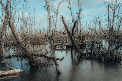 Landscape with Swamp and Stumps · Free Stock Photo