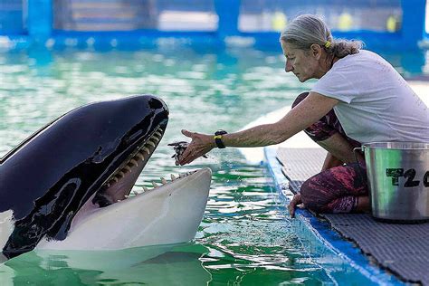 Tokitae the orca died from old age and multiple chronic illnesses, necropsy finds