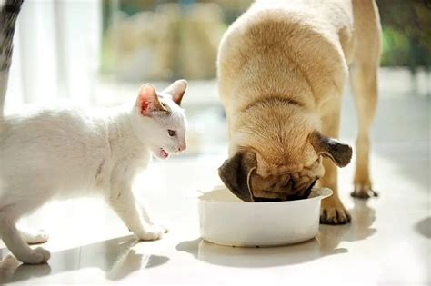 Les Chiens Peuvent Ils Manger De La Nourriture Pour Chat Que