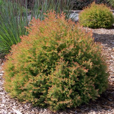 Fire Chief Arborvitae | Plants Plus