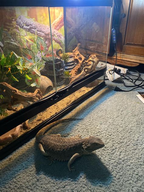 best reptiles for pets 4