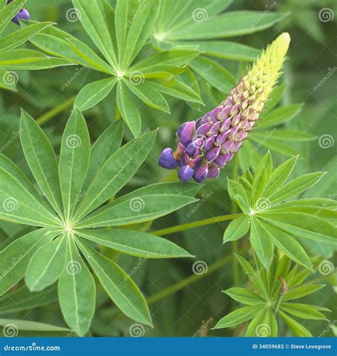 Lupin Flower stock image. Image of plant, flowering, flora - 34059683