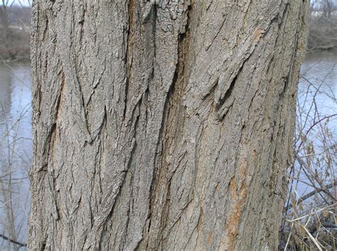 Native Trees of Indiana River Walk