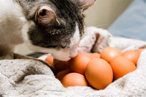 Can Cats Eat Eggs Great Pet Care