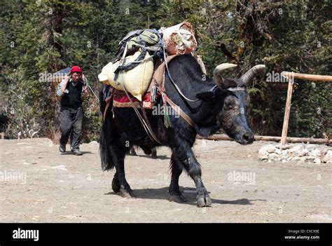 Nepal Yak Animal Hi Res Stock Photography And Images Alamy