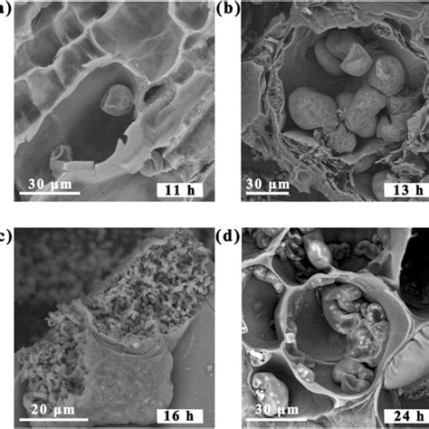 Sem Images Of Pedot Vesicles Of A Pedot Cs B Pedot Cs C